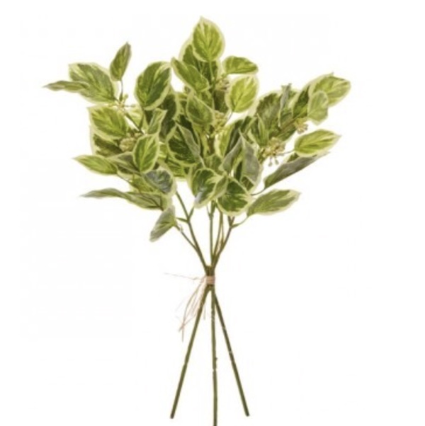 Green & Yellow Beech Seedling Bundle 19"