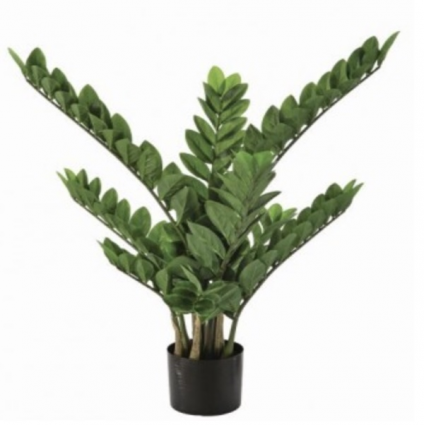 PLANT, 31" POTTED ZZ