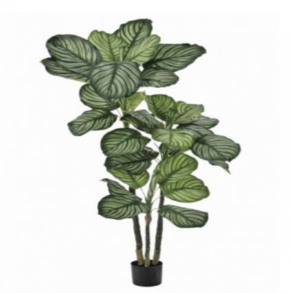 Potted Calathea Tree 5'