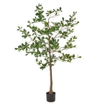 Potted Almond Tree 5'