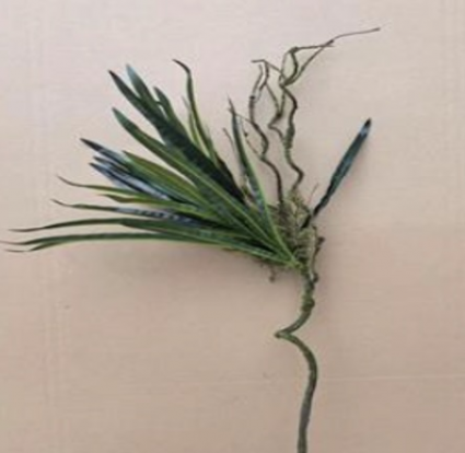 Green Dracaena Spray 36"