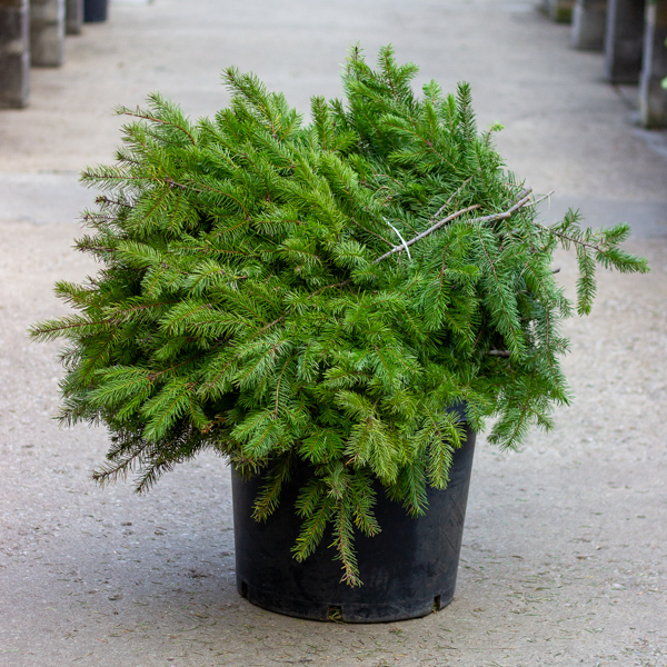 Fresh Douglas Fir&nbsp;&nbsp;Christmas Greenery - Case