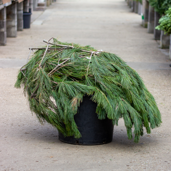 Fresh Princess Pine - Case