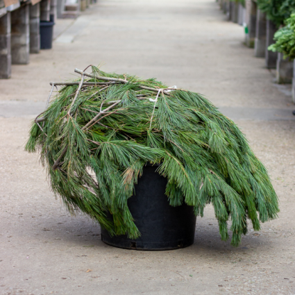 Fresh Princess Pine - Case