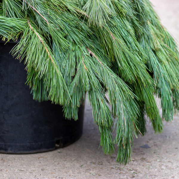 FRESH GARLAND