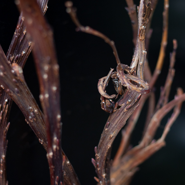 DECORATIVE BRANCH TIPS