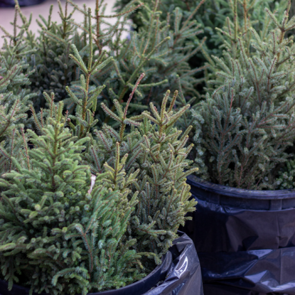 Large Fresh Spruce Top Christmas Greenery&nbsp;&nbsp;4'