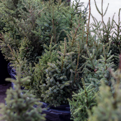 Medium Fresh Spruce Top Christmas Greenery&nbsp;&nbsp;2-3'