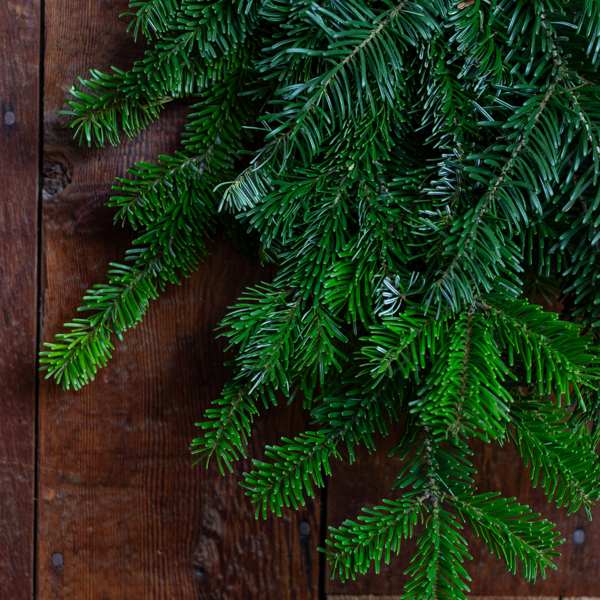 Fresh Silver Fir Greenery Tips