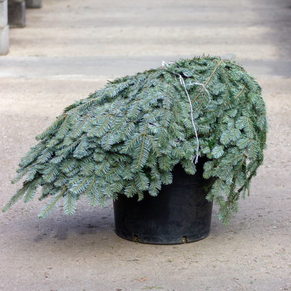 Silver Fir - Case