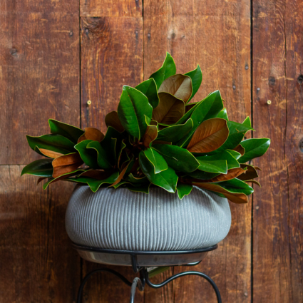 Fresh Magnolia Tips Bunch � Christmas Greenery