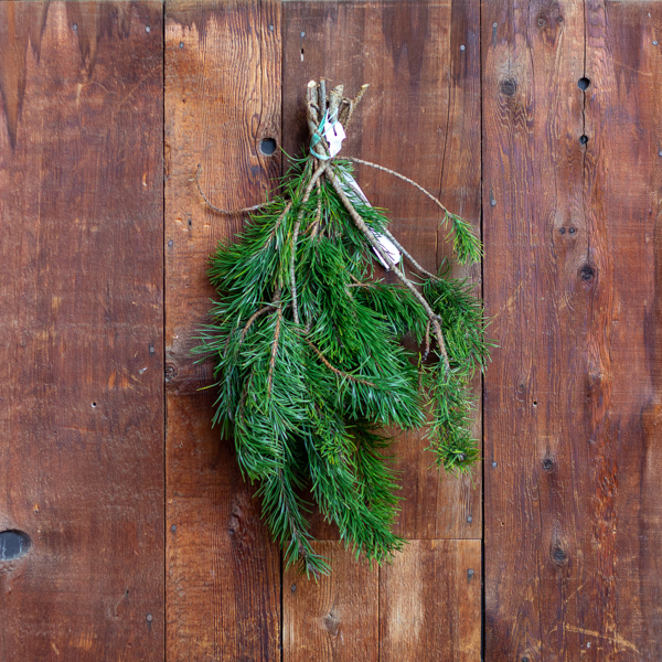 Fresh Shore Pine Greenery Bunch