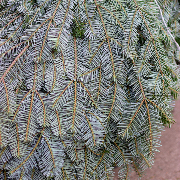 Fresh Cedar Incense Greenery Bunch