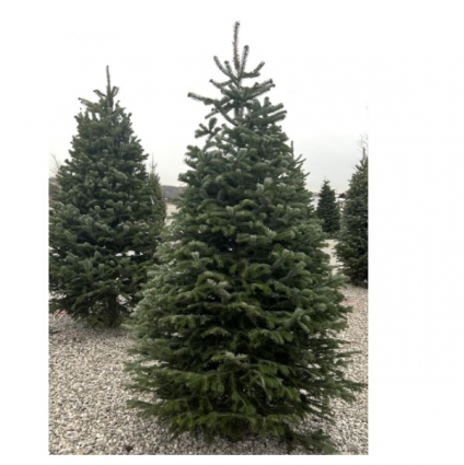 Fresh Nordmann Fir Christmas Tree&nbsp;7-8'
