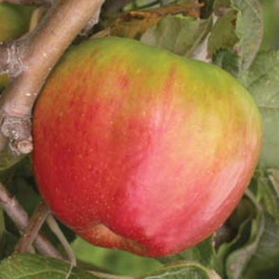 APPLE, JONATHAN 7 GALLON