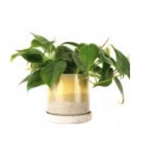 Minute Boombastic Planter � 5"