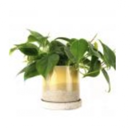 Minute Boombastic Planter � 5"