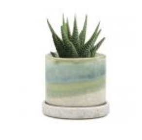 Minute Green Cement Pot with Saucer � 3"