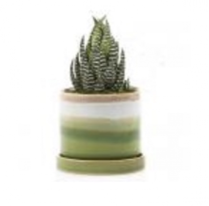 Minute Green Cement Pot with Saucer � 3"