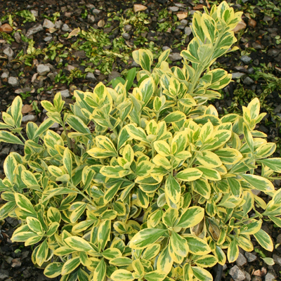 EUONYMUS, CHOLLIPO 3-5 GALLON