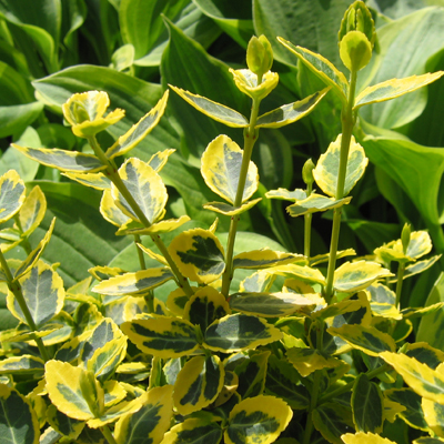 EUONYMUS, EMERALD 'N GOLD 1 GAL