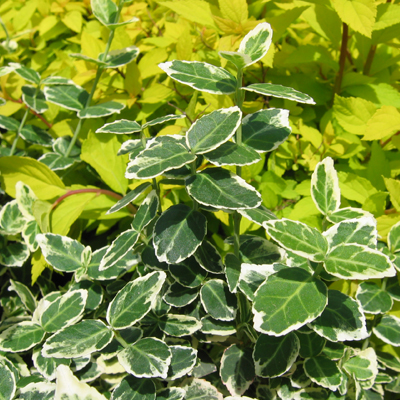 EUONYMUS, EMERALD GAIETY 1 GAL