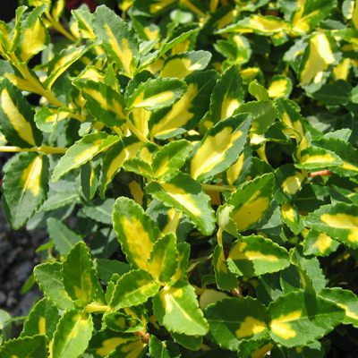 Moonshadow Wintercreeper Euonymus 2 gal