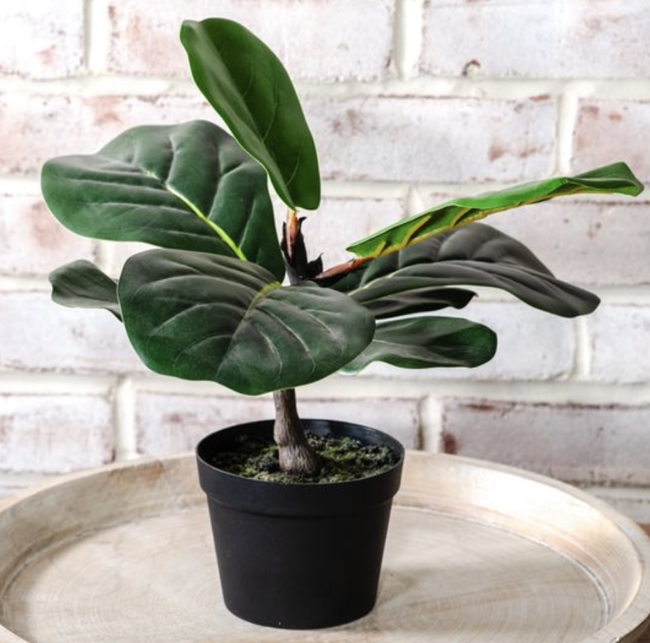 Potted Fiddle Leaf Tree 13.5"