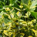 EUONYMUS, EMERALD 'N GOLD 3-5 G