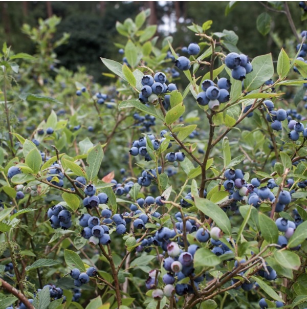 Northland Blueberry Bush 2G