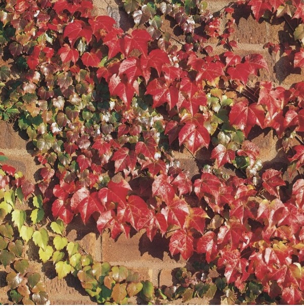 Boston Ivy Staked 3-5 G