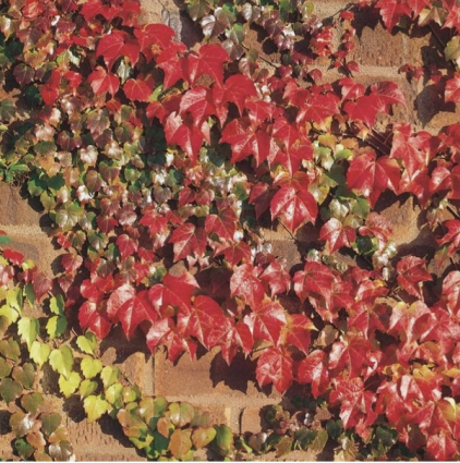 Boston Ivy Staked 3-5 G