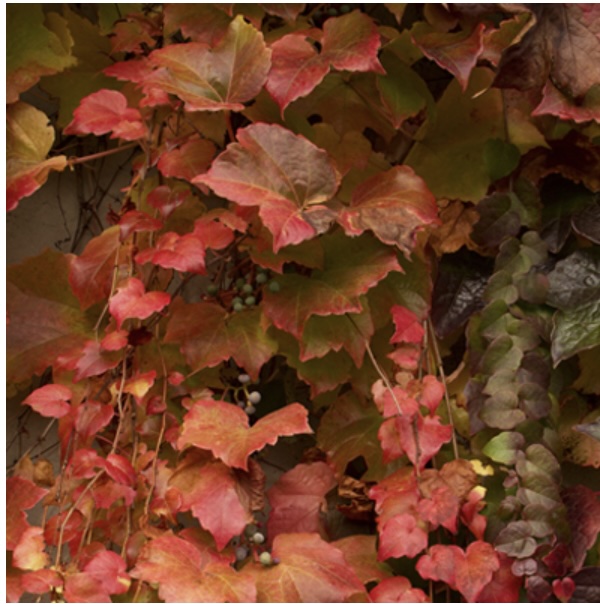 Boston Ivy 1G