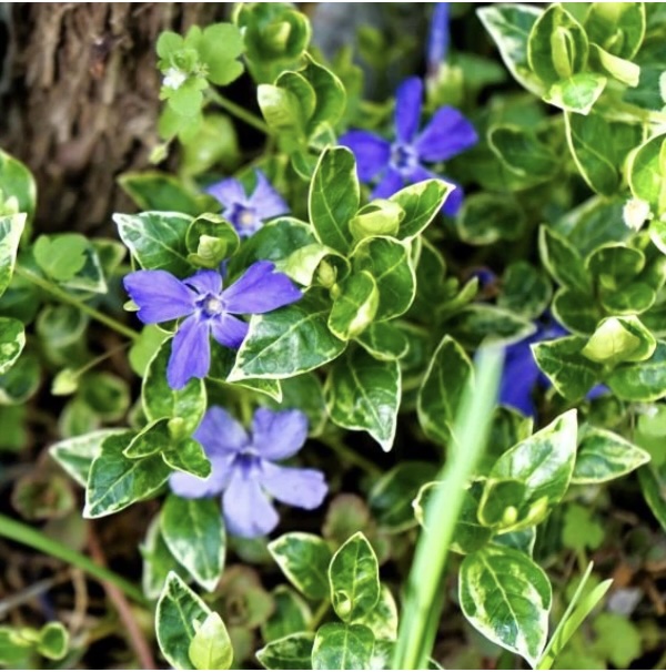 Vinca Minor 'Ralph Shugert' 1G
