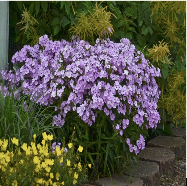 'Opening Act Blush' Tall Phlox 1G 