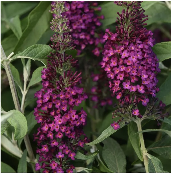 BUDDLEIA/BUTTERFLY BUSH