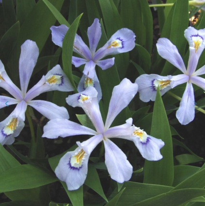 Crested Powder Blue Giant Iris 1G