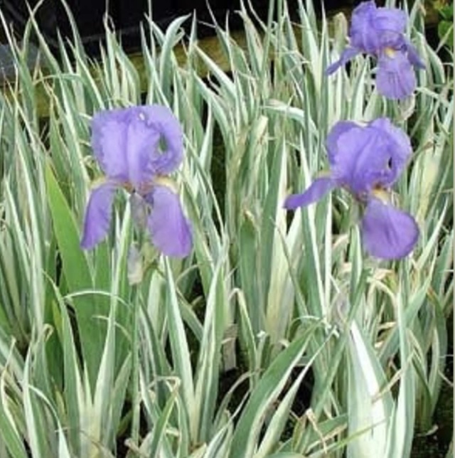 Aureo Variegata Pallida Iris 1G