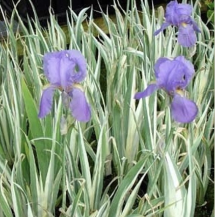Aureo Variegata Pallida Iris 1G