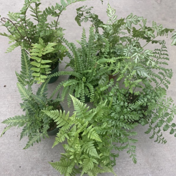 Ferns Assorted 4" (Sold Separately)