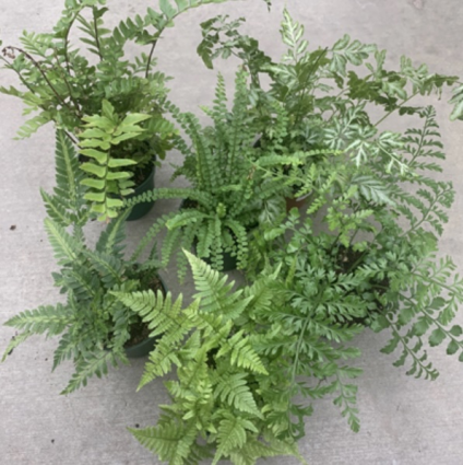 Ferns Assorted 4" (Sold Separately)