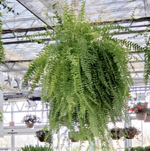 Boston Fern 10"