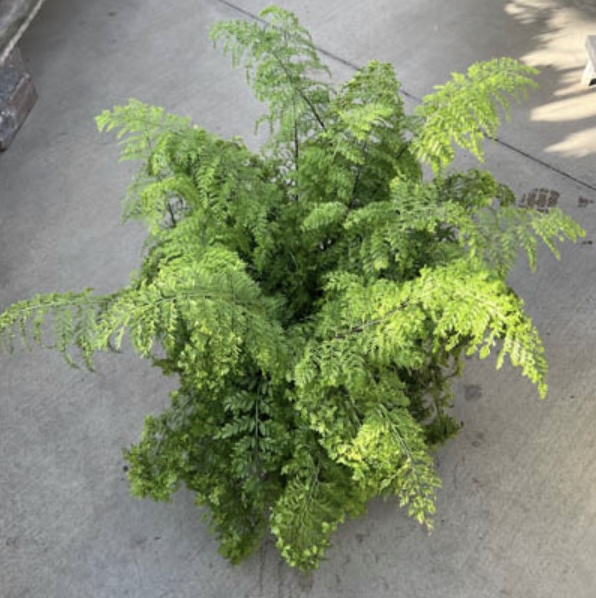Fern Assorted 10" (Sold Separately)