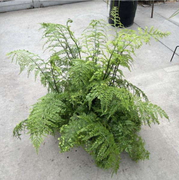 Mother Fern 8"