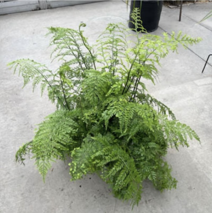 Mother Fern 8"