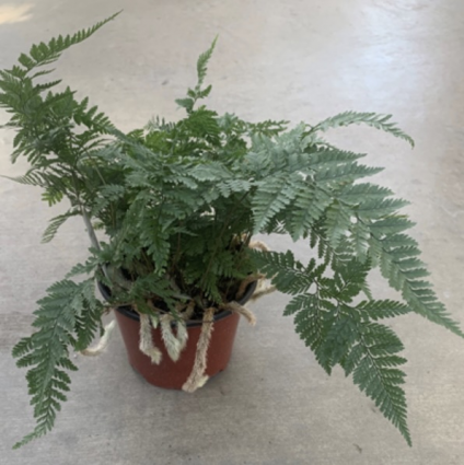 Rabbit�s Foot Fern 6"