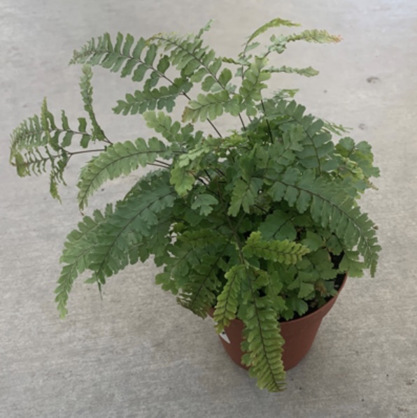 Maidenhair Fern 4" 