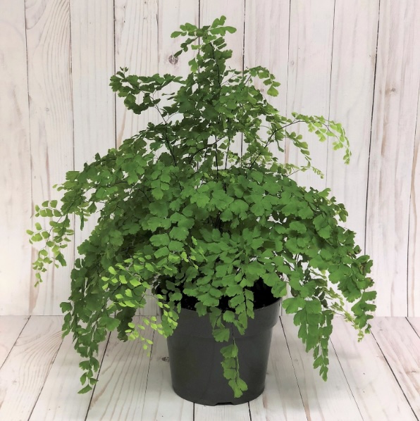Maidenhair Fern 6"