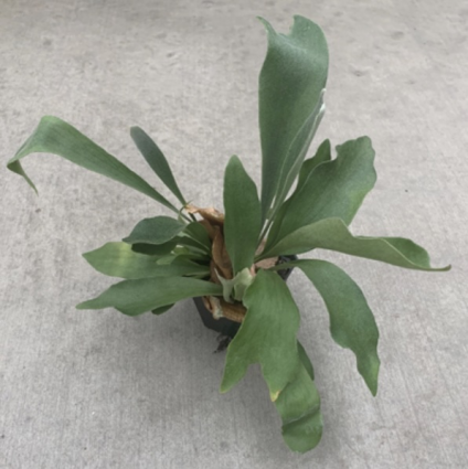Staghorn Fern 4"