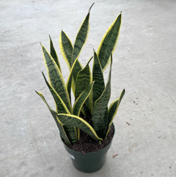 Sansevieria Laurentii 6"